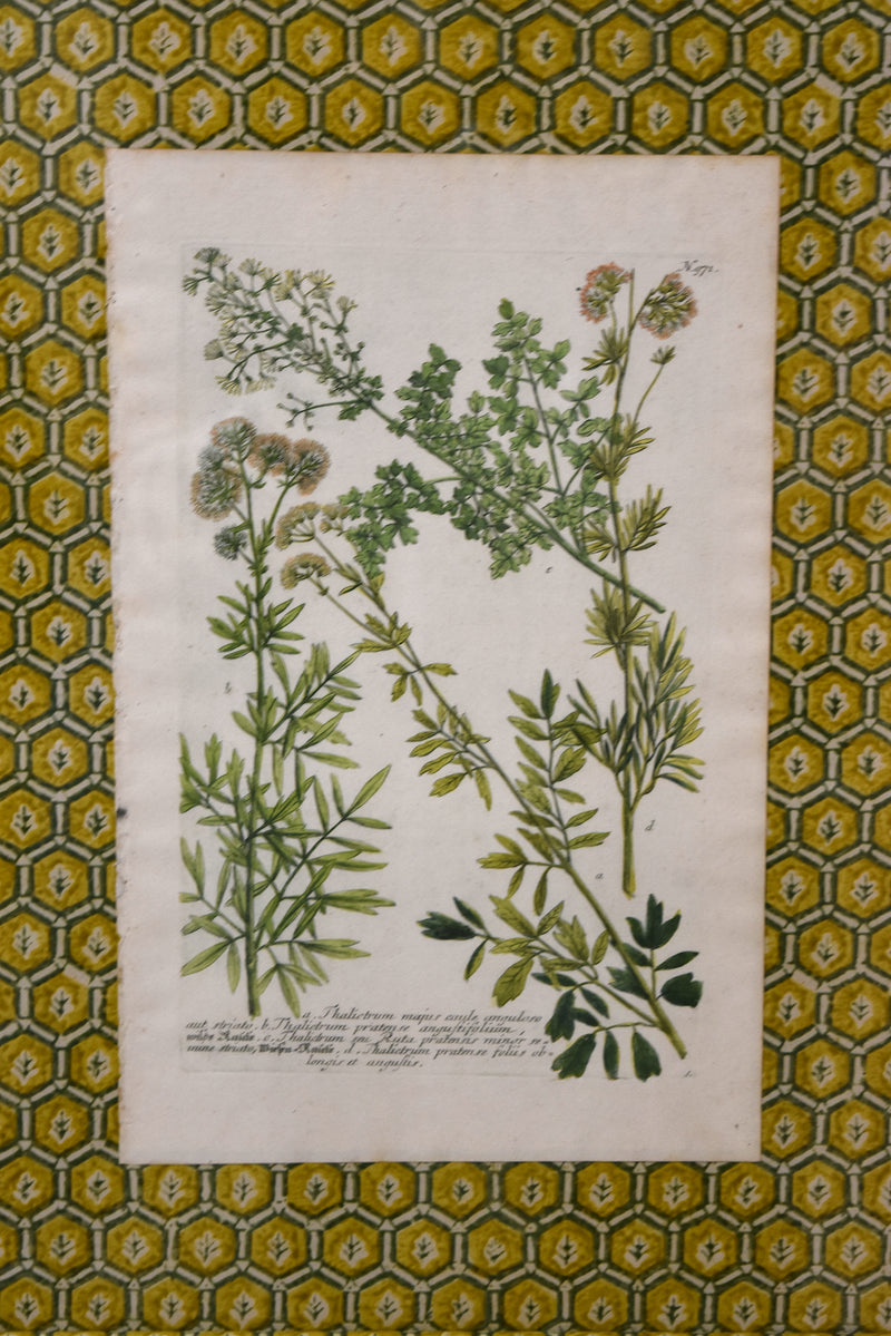 Set of Four Yellow Honeycomb Botanicals From 1737