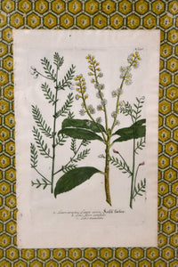 Set of Four Yellow Honeycomb Botanicals From 1737