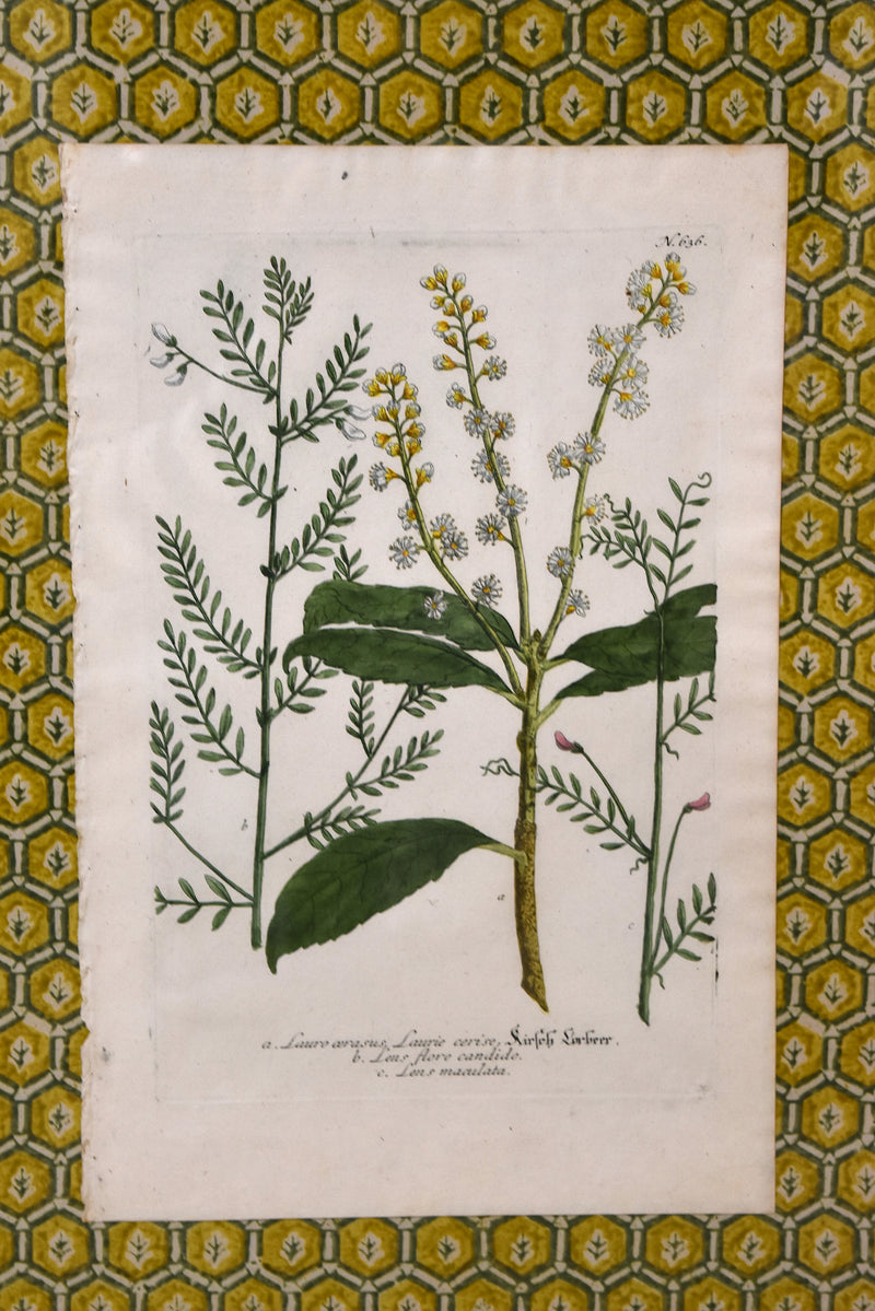 Set of Four Yellow Honeycomb Botanicals From 1737