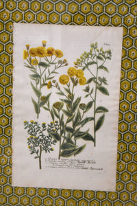 Set of Four Yellow Honeycomb Botanicals From 1737