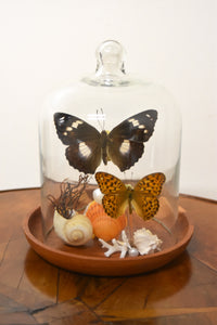 Small Butterfly Cloche by Jillian Morse