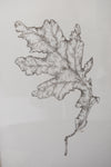 Monochromatic Leaf Sketch No. 4 by Melody Trivisone