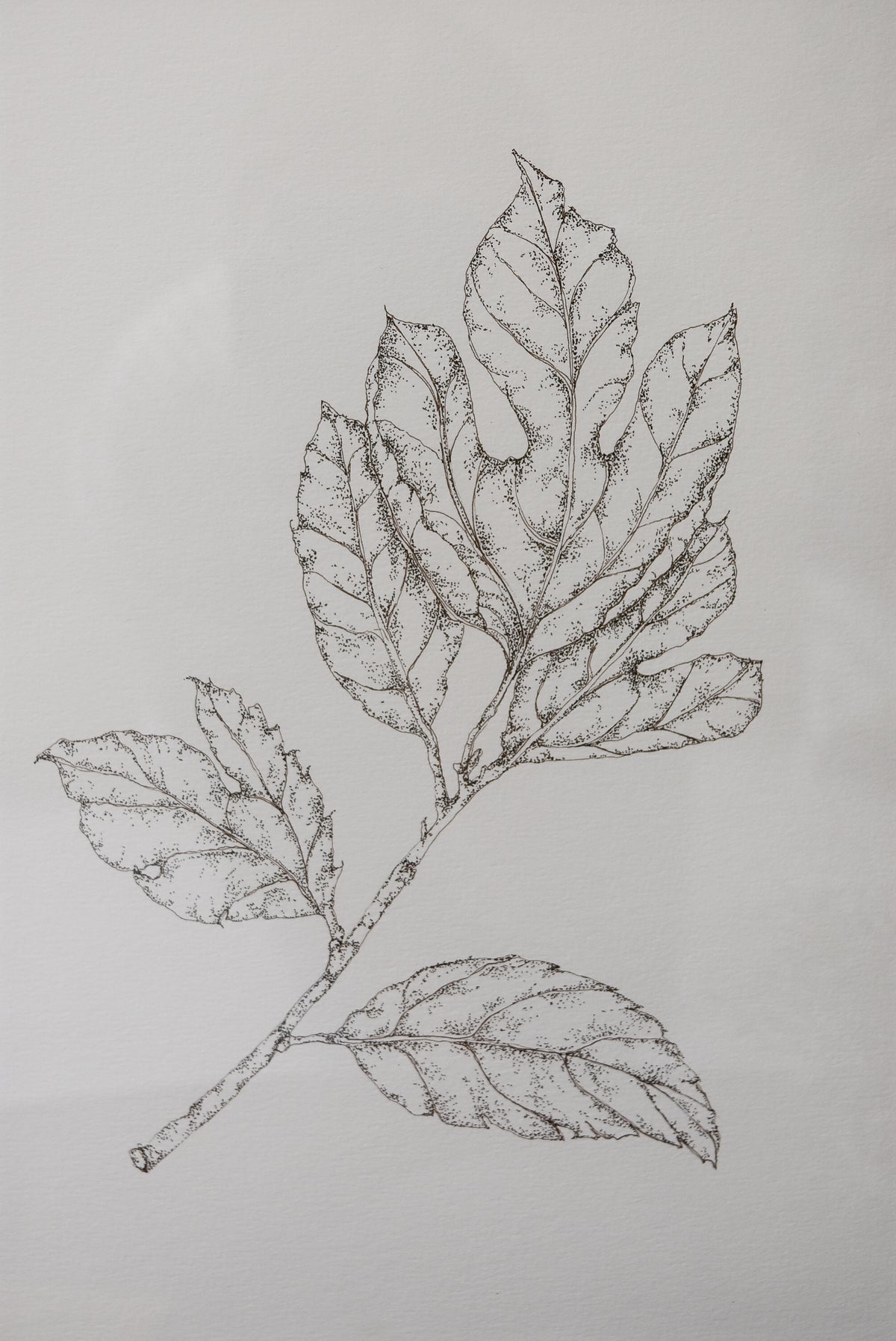 Original Monochromatic Leaf Sketch No. 2 by Melody Trivisone