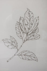 Monochromatic Leaf Sketch No. 2 by Melody Trivisone
