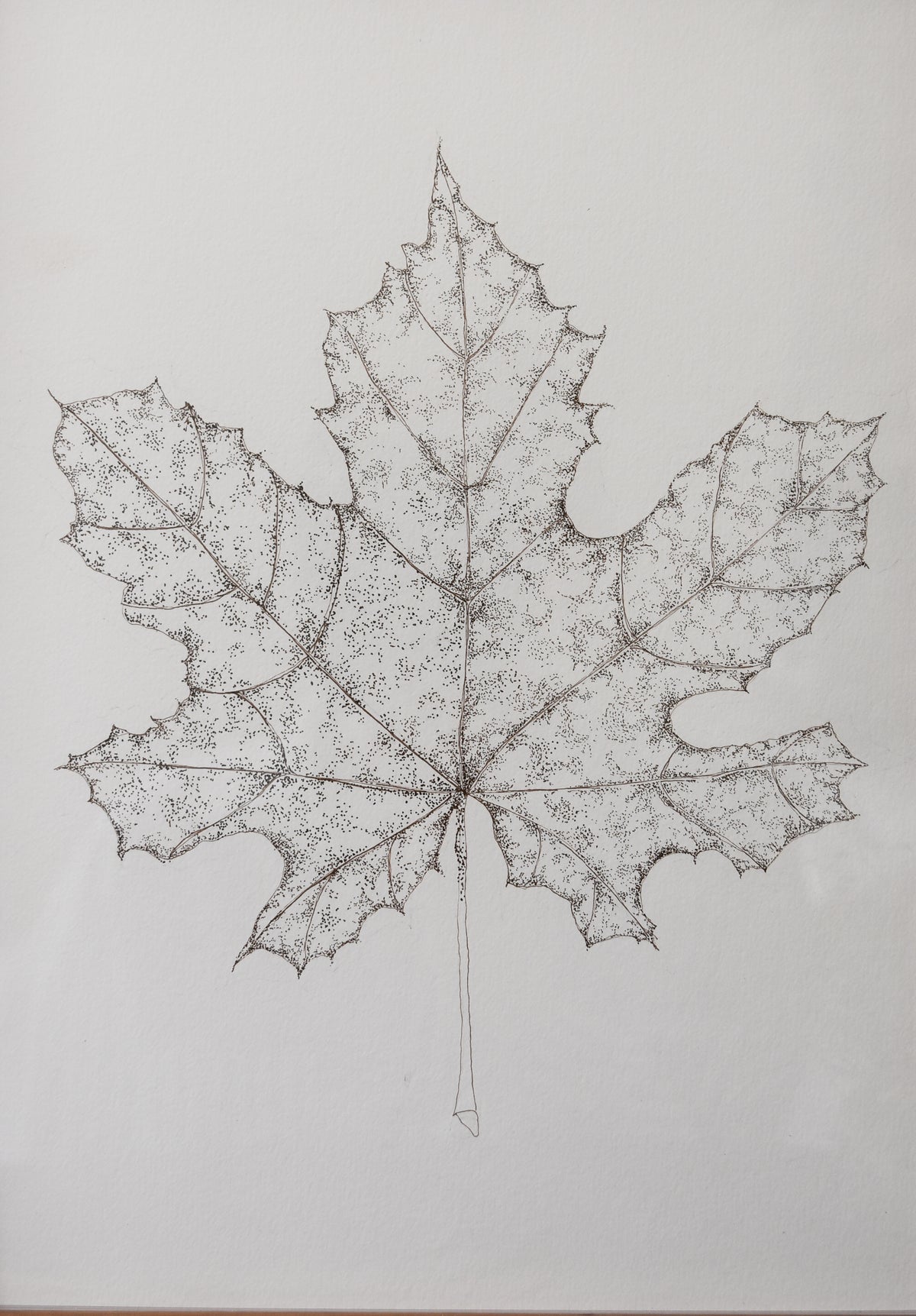 Original Monochromatic Leaf Sketch No. 3 by Melody Trivisone