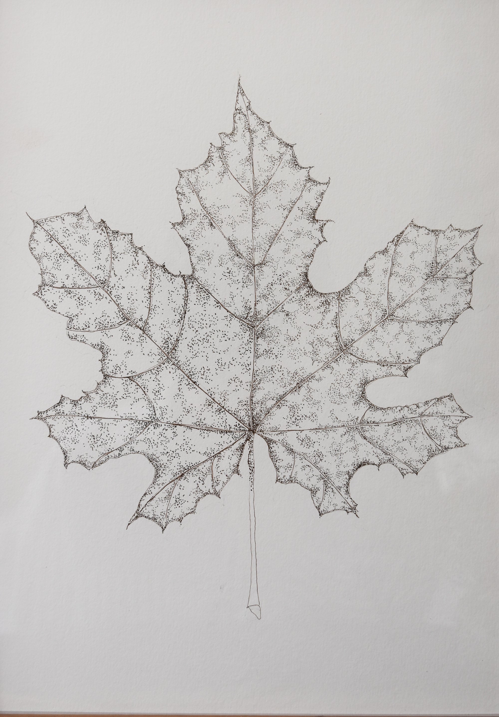 Original Monochromatic Leaf Sketch No. 3 by Melody Trivisone