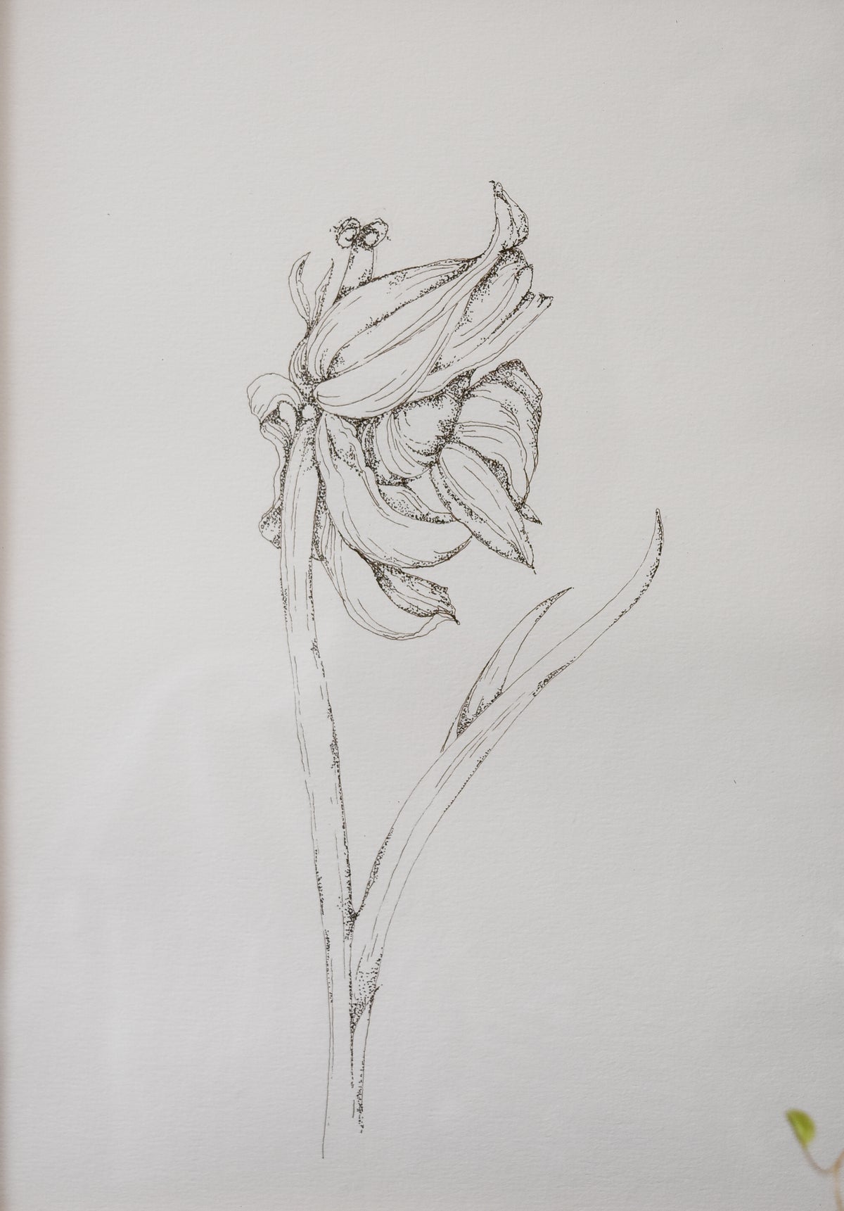 Original Monochromatic Flower Sketch No. 1 by Melody Trivisone