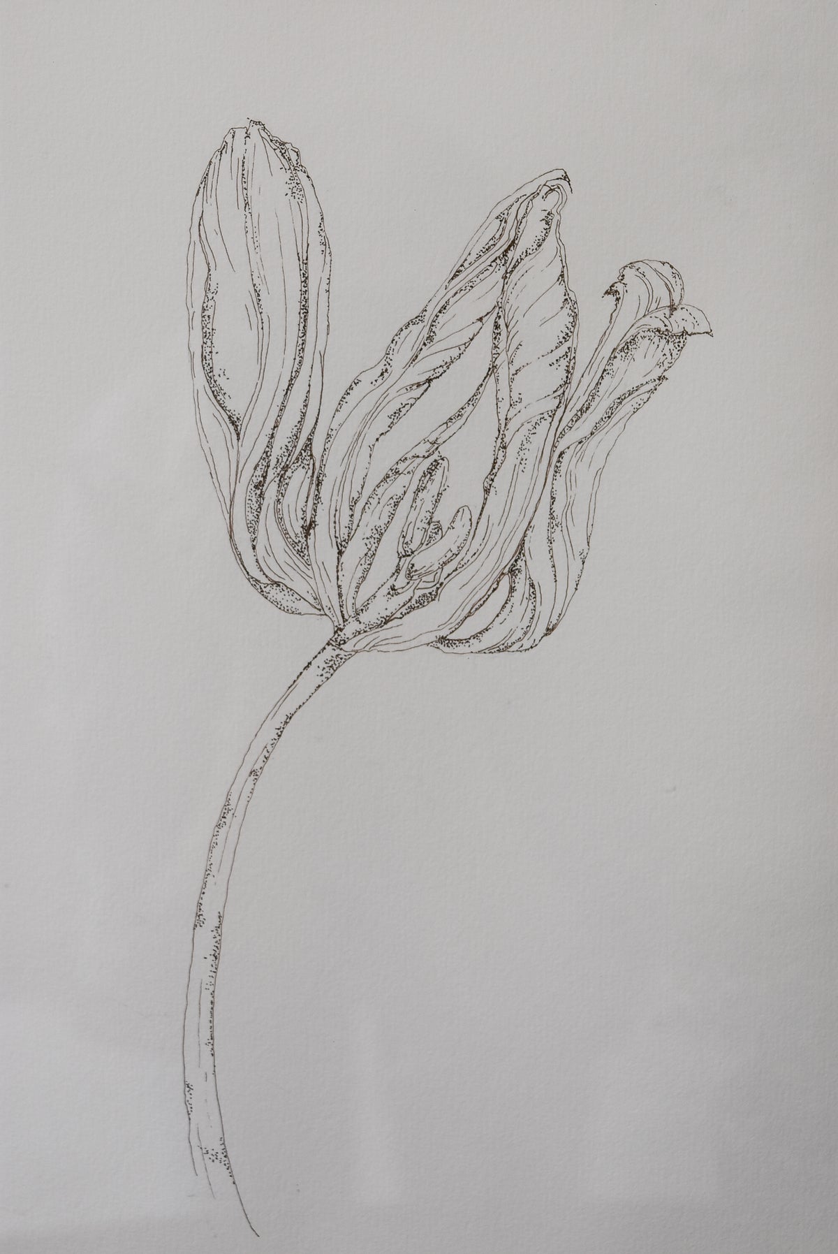 Original Monochromatic Flower Sketch No. 3 by Melody Trivisone