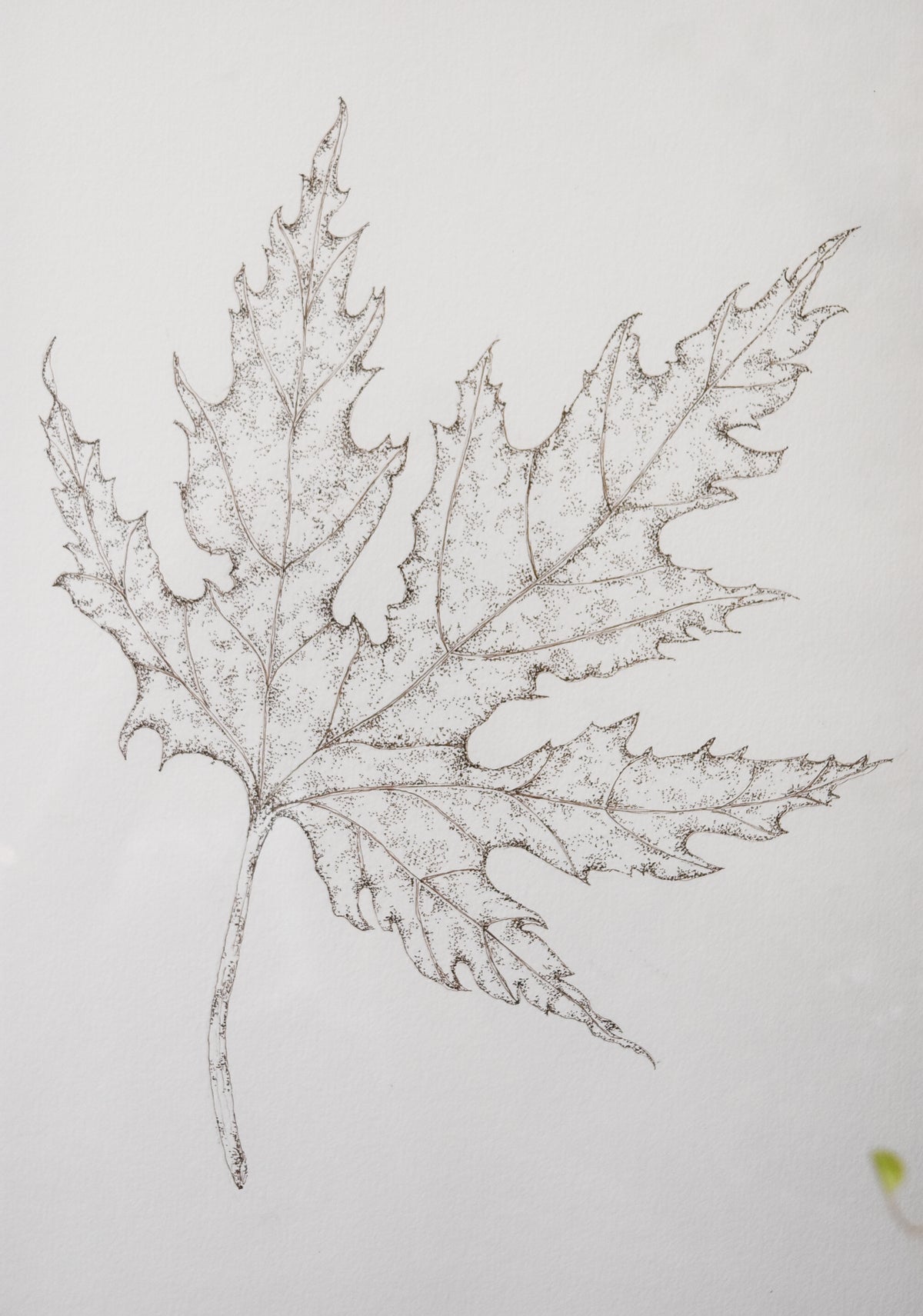 Original Monochromatic Leaf Sketch No.1 by Melody Trivisone