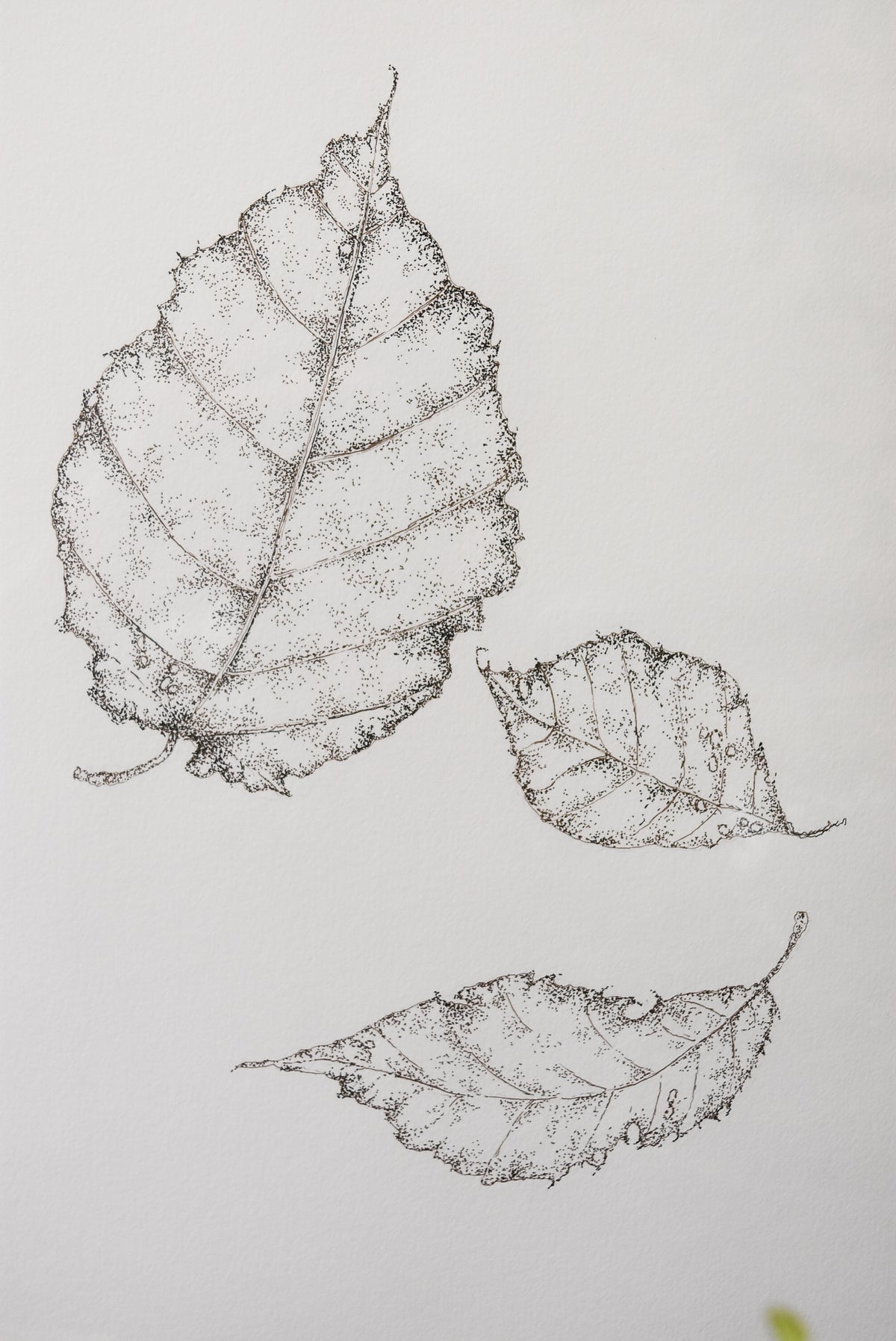 Original Monochromatic Leaf Sketch No. 8 by Melody Trivisone