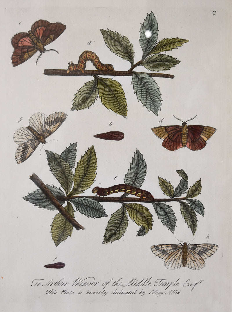Butterfly & Botanical Print No. 1