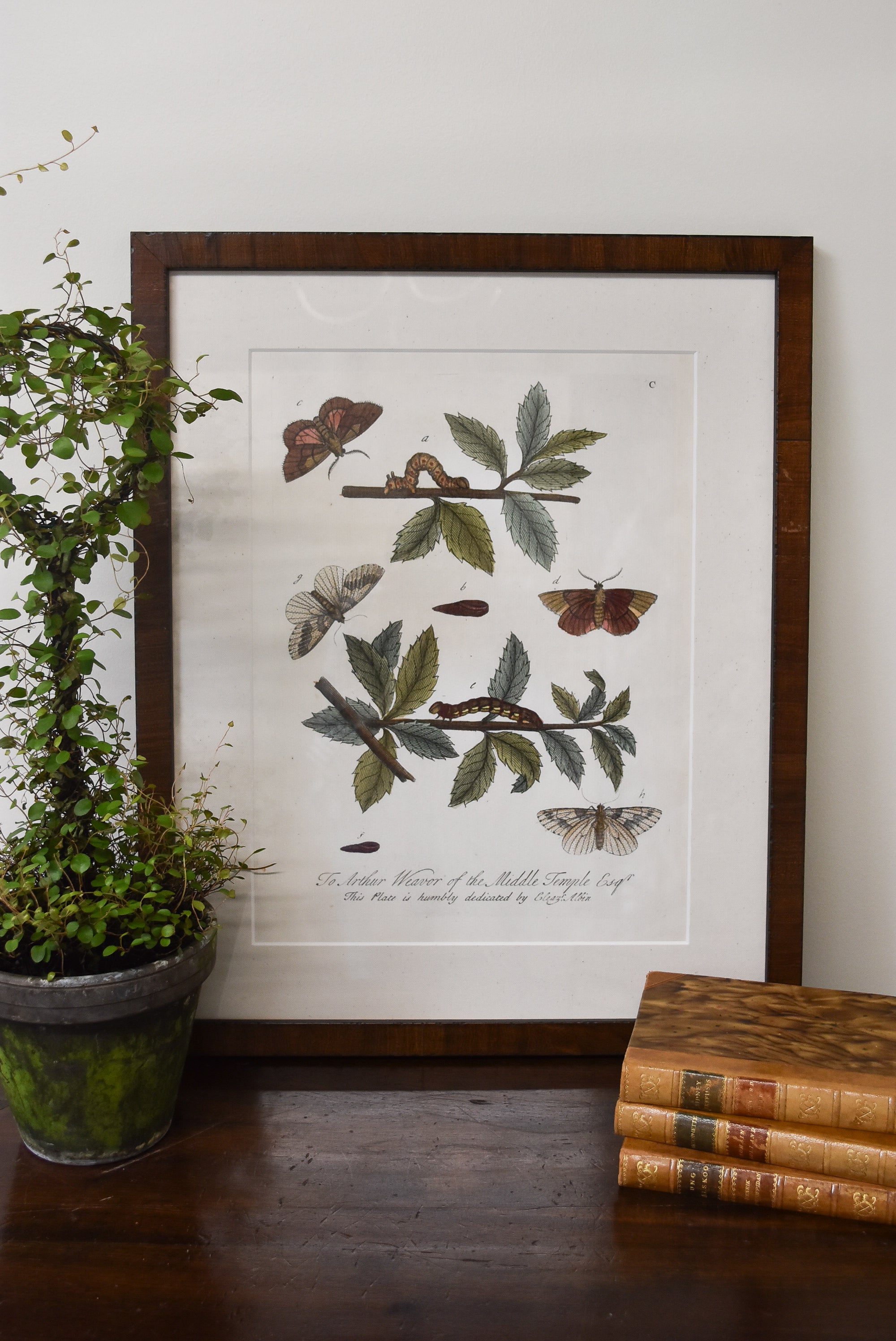 Butterfly & Botanical Print No. 1