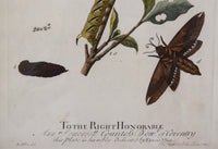 Butterfly & Botanical Print No. 2