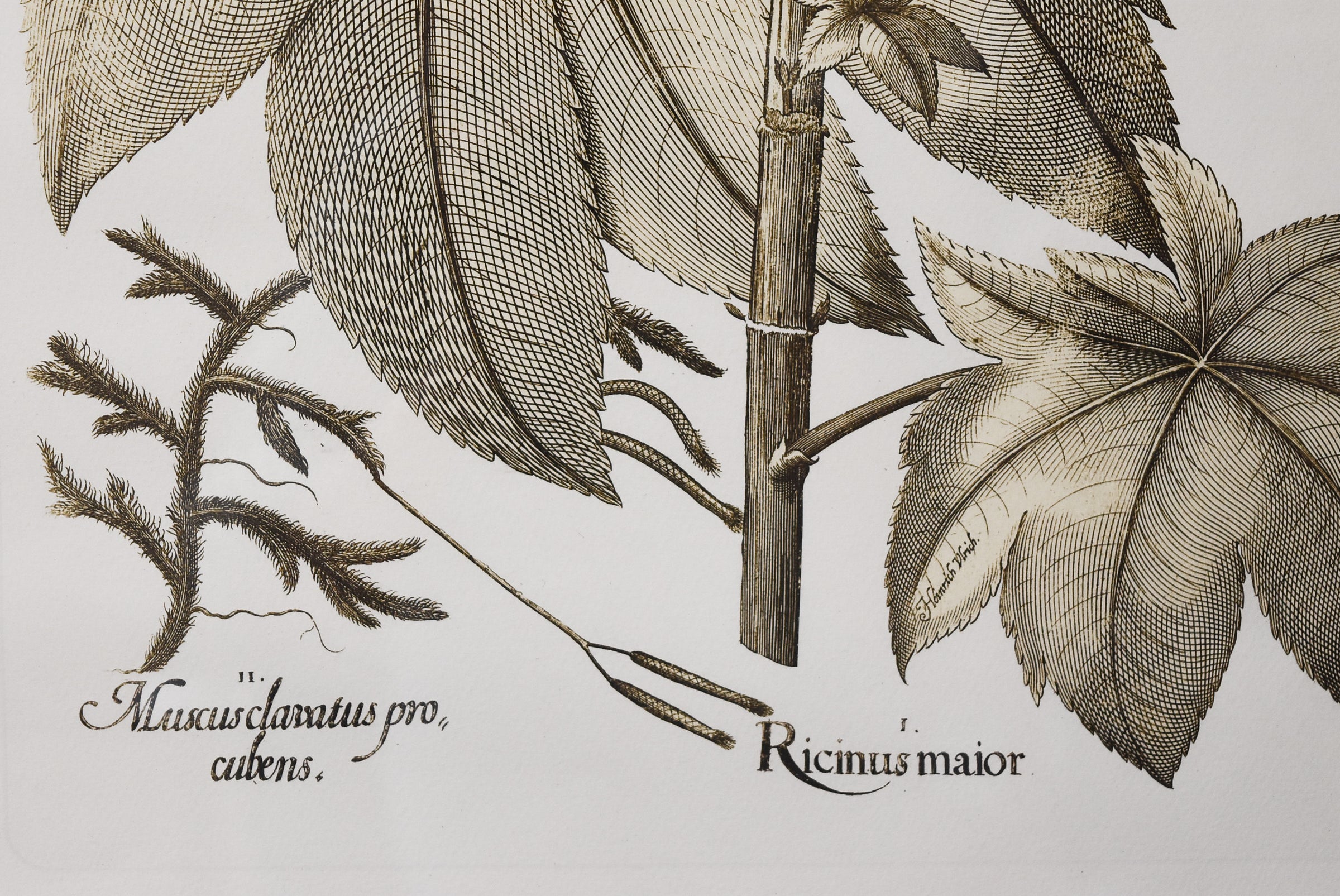 Botanical Print by Ricinus Maior
