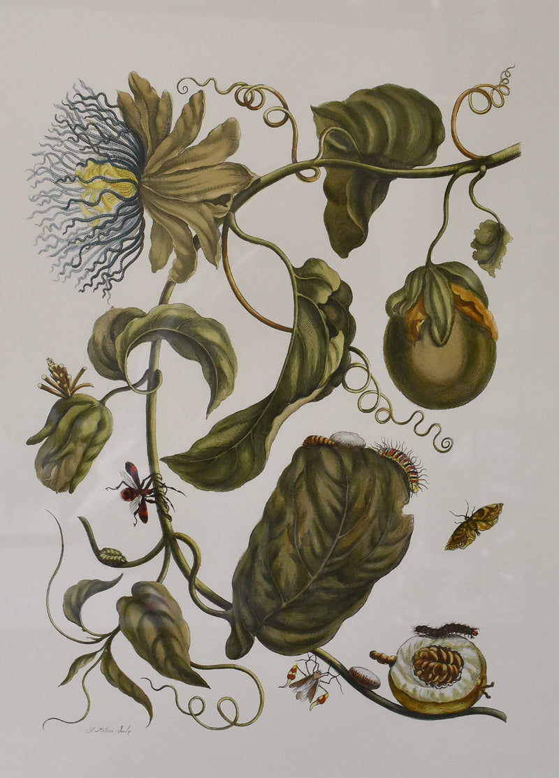 Merian Botanical No. 1