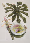 Merian Botanical No. 2