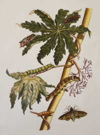 Merian Botanical No. 4