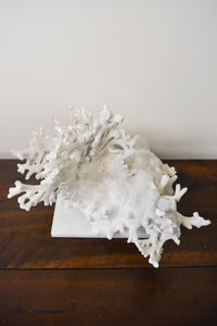 Coral on Marble Base