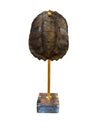 Mounted Tortoise Shell