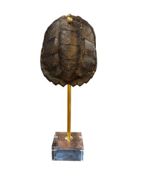 Mounted Tortoise Shell