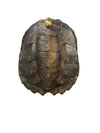 Mounted Tortoise Shell