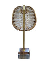 Mounted Tortoise Shell