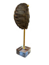 Mounted Tortoise Shell