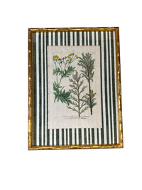 Pair of Green Striped Botanicals