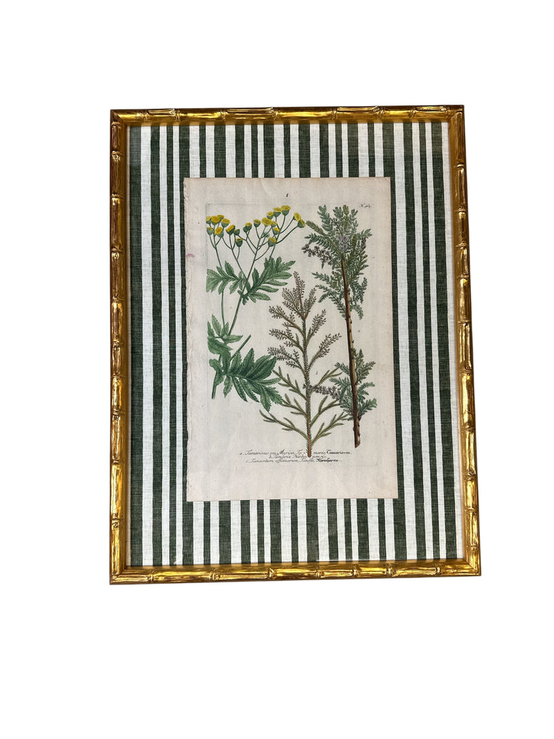 Pair of Green Striped Botanicals