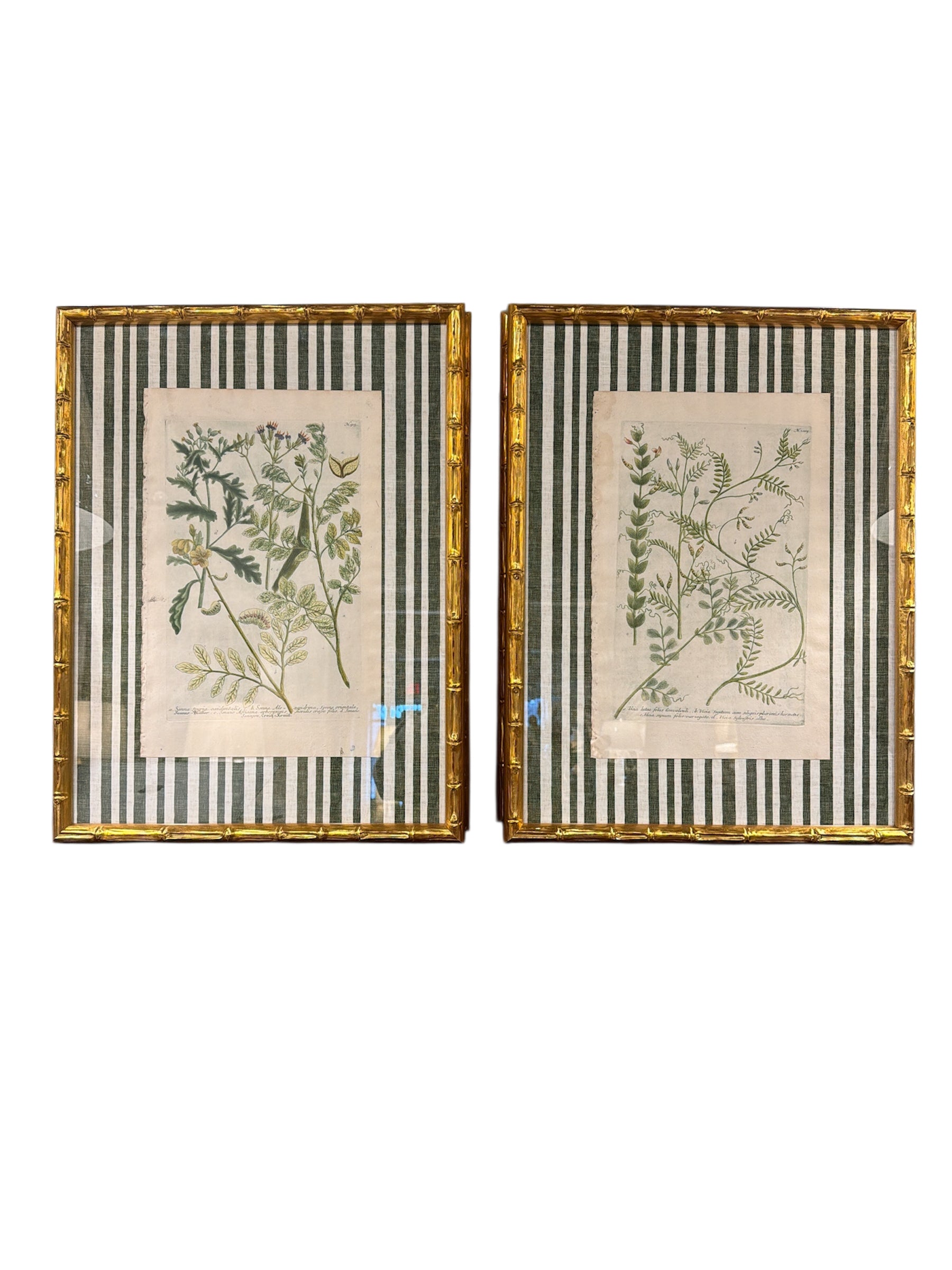 Pair of Green Striped Botanicals