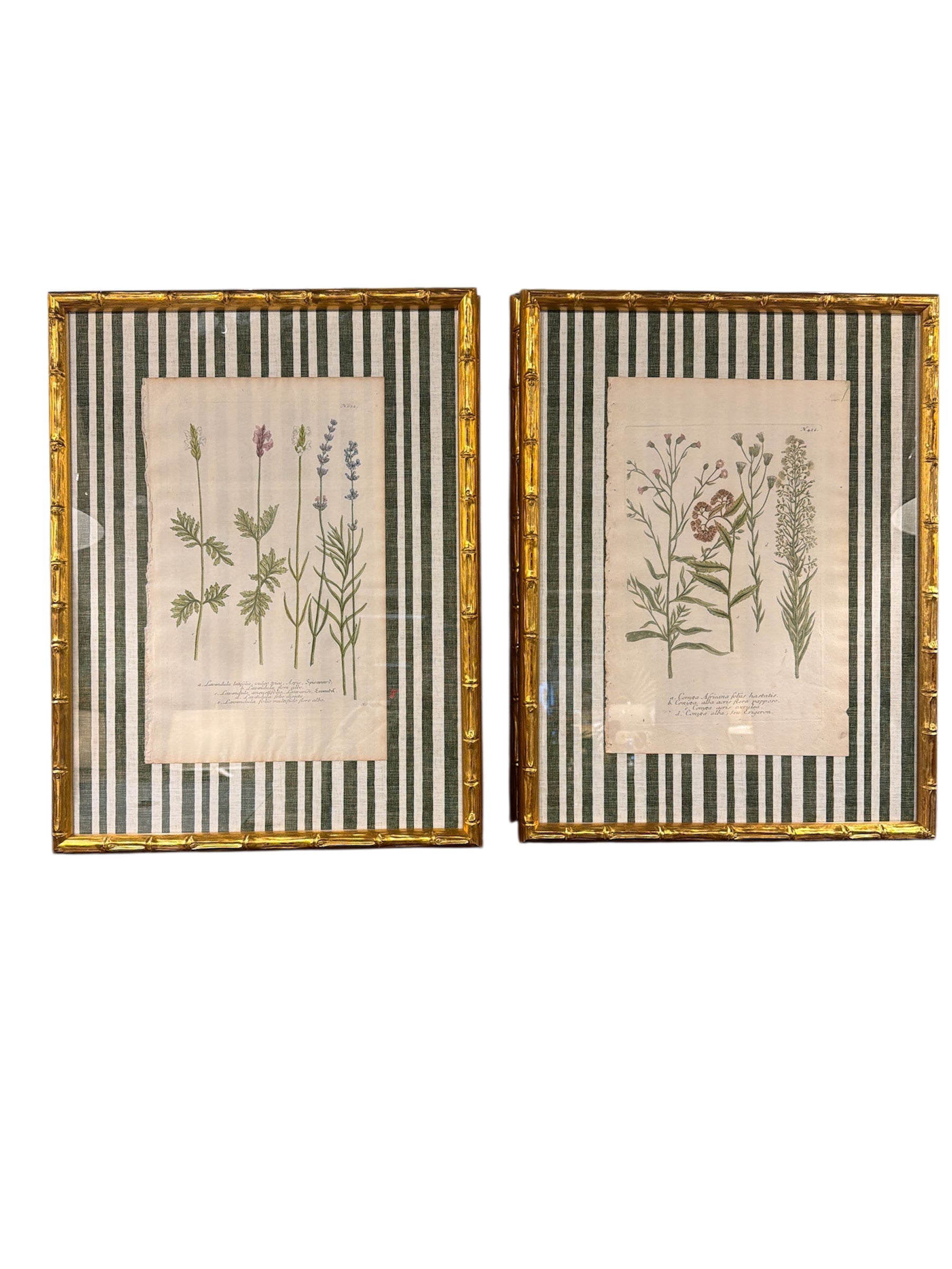 Pair of Green Striped Botanicals
