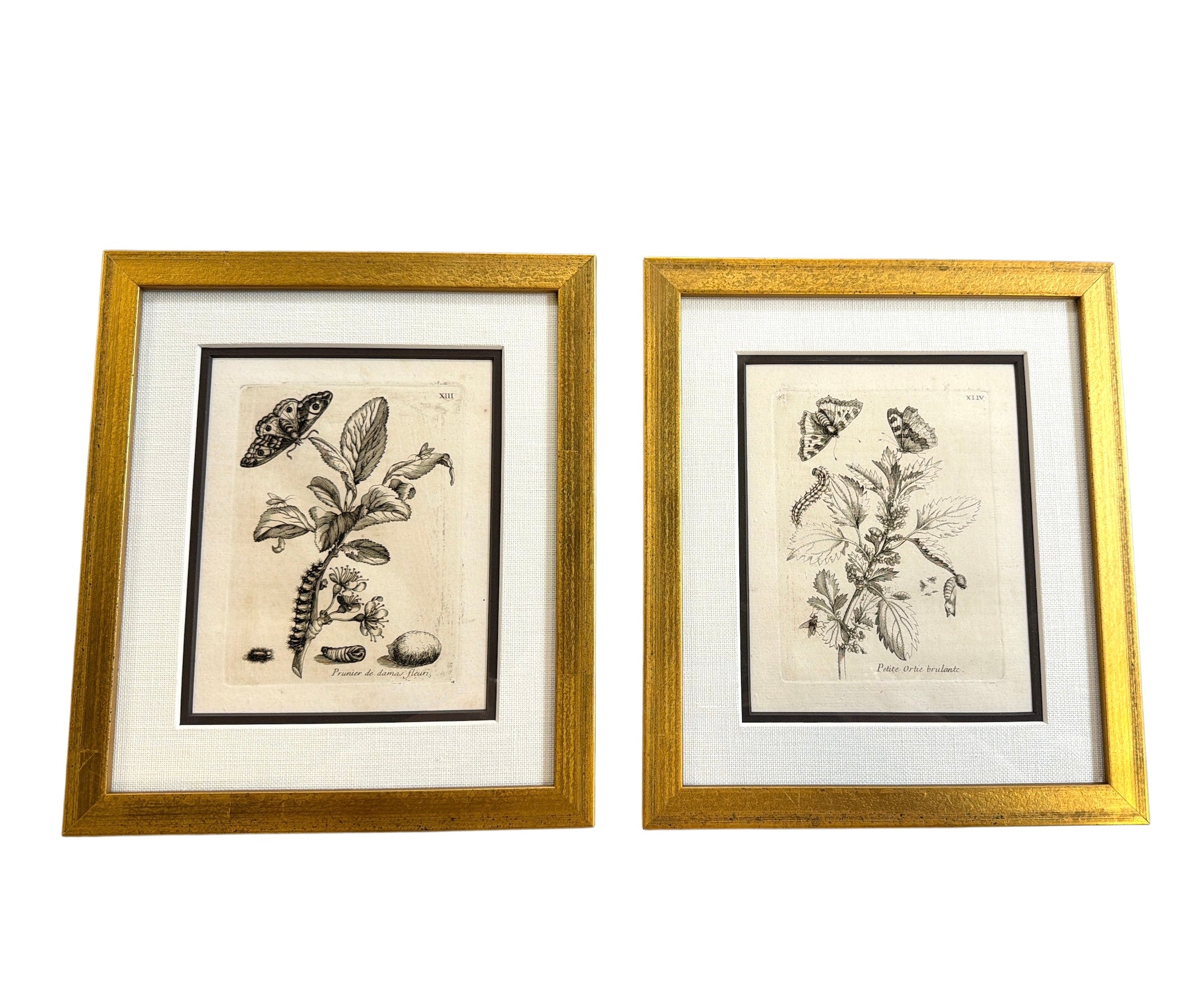 Pair of Merian Insects