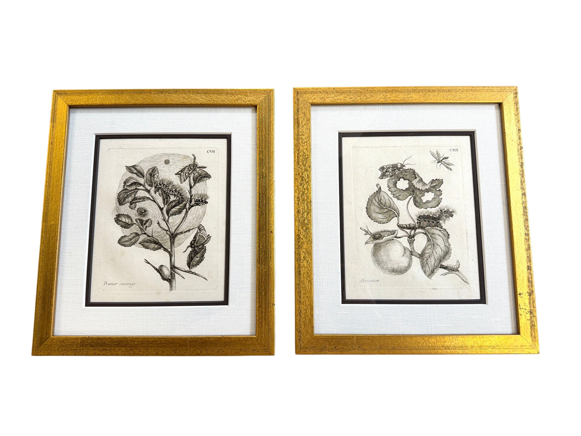 Pair of Merian Insects