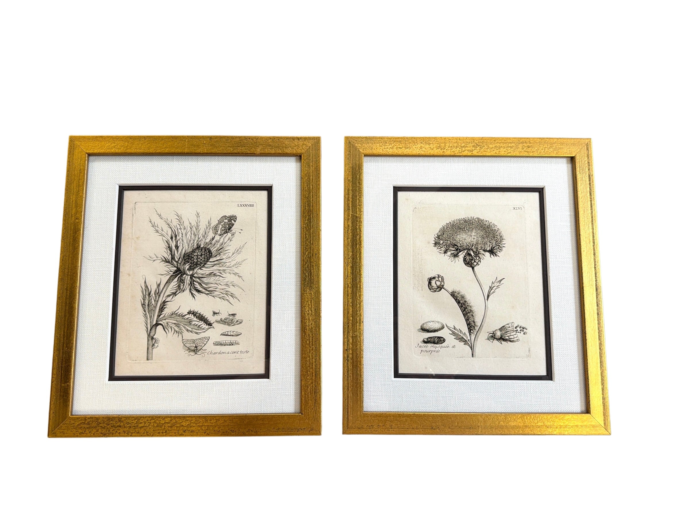 Pair of Merian Insects