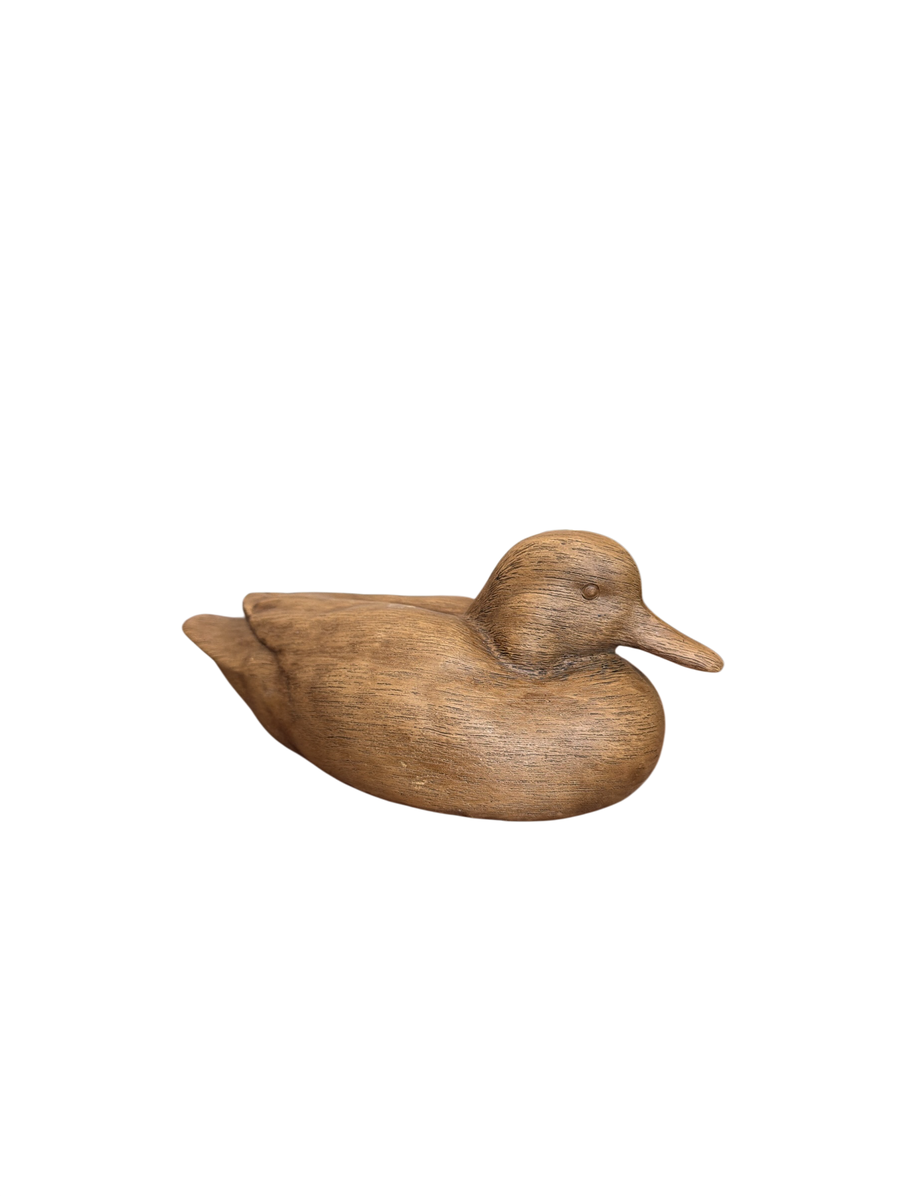 Wood Duck
