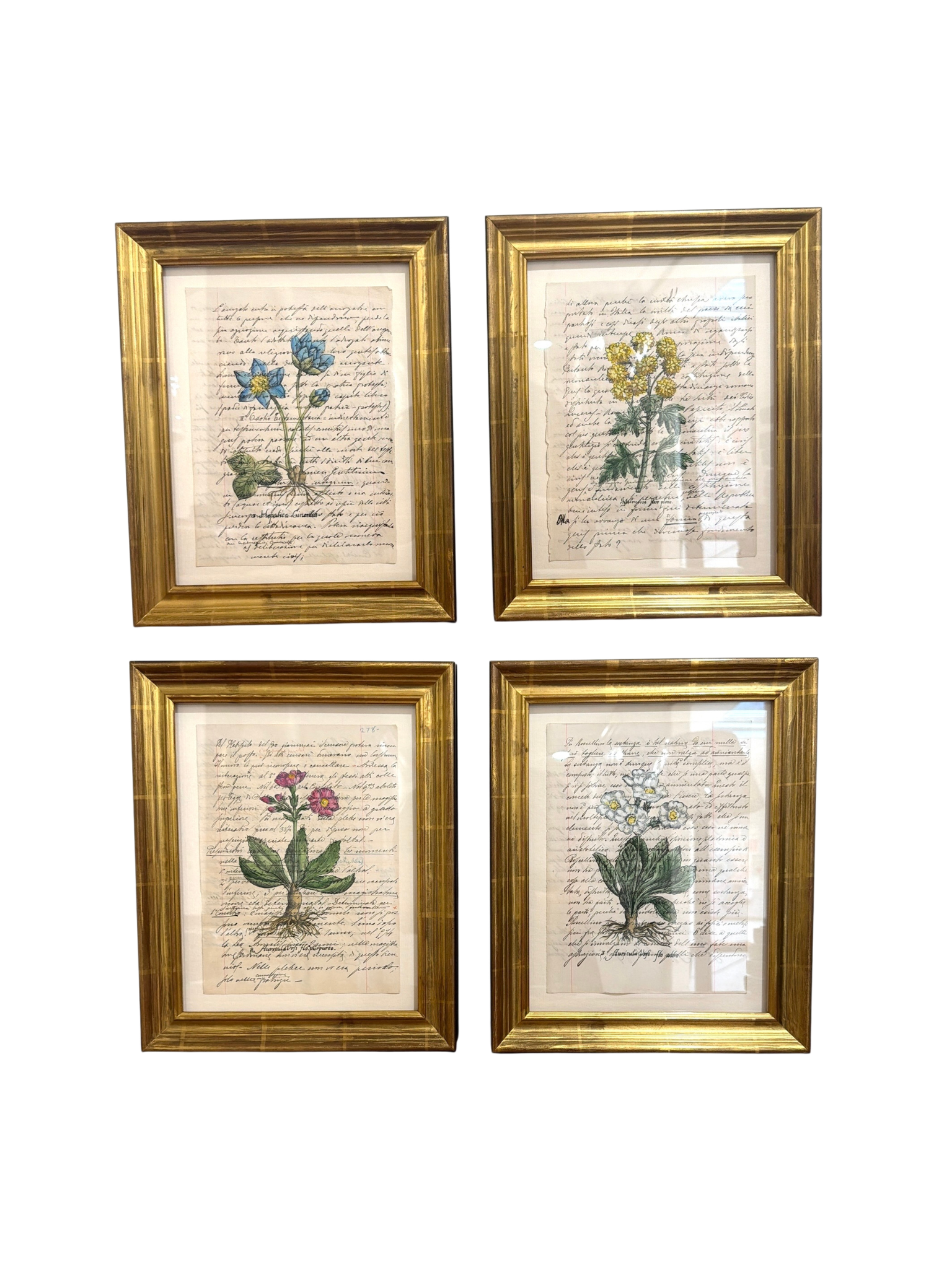 Set of Four Framed Botanical Studies