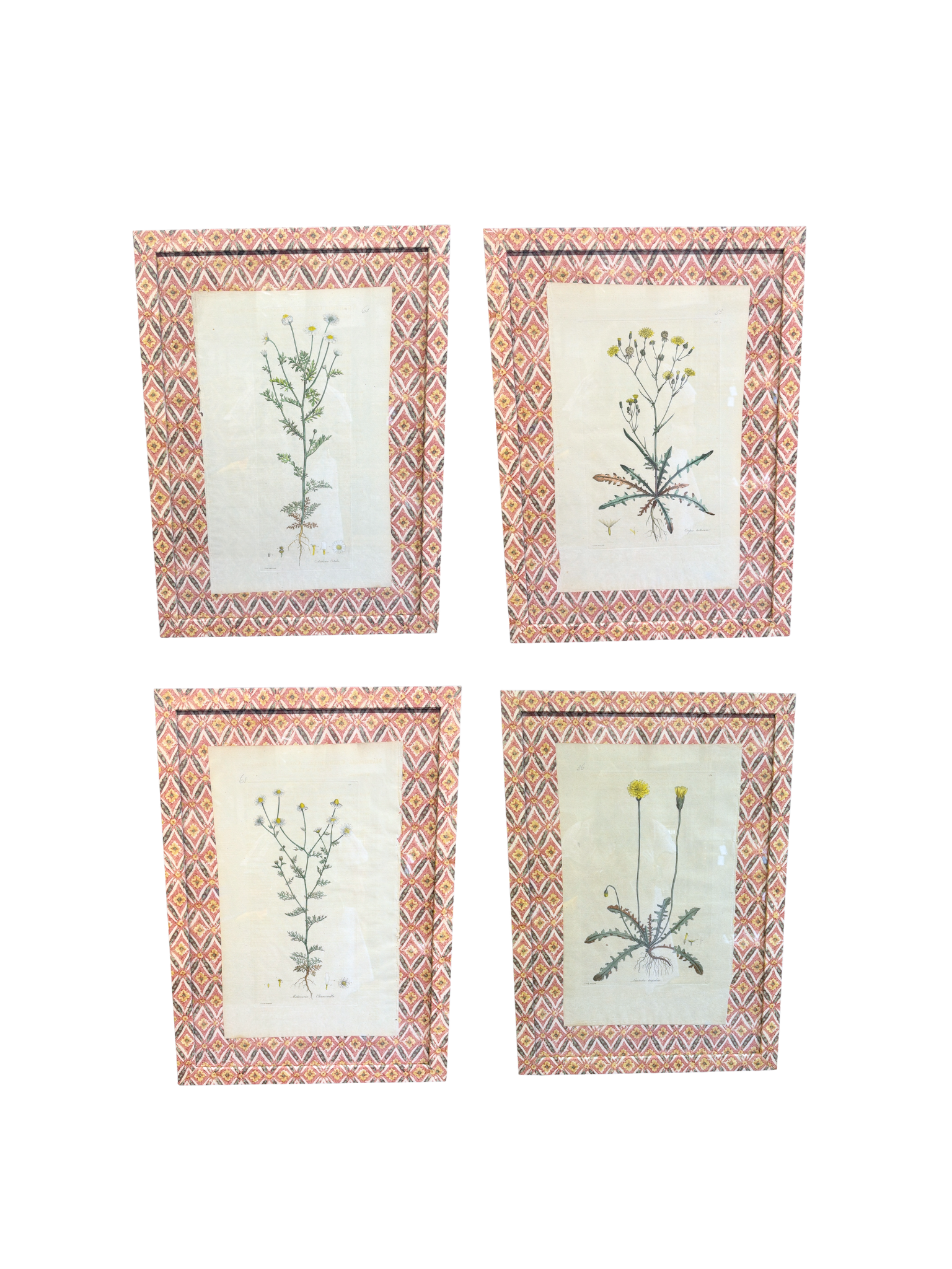 Set of 4 Curtis Botanicals of London with Terracotta Lattice Frame