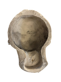 Classical Plaster Head Sculpture